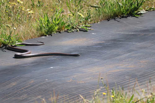 Western Brown Snake