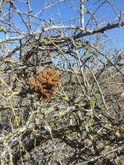 Teloschistes puber
