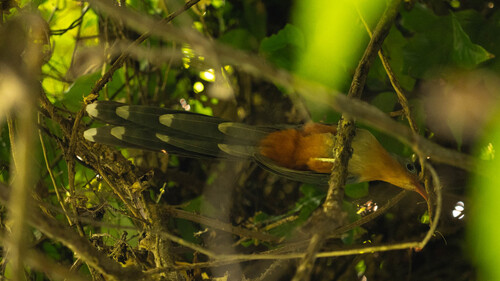Zanclostomus javanicus observed 2026-08-22