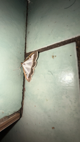Box Tree Moth