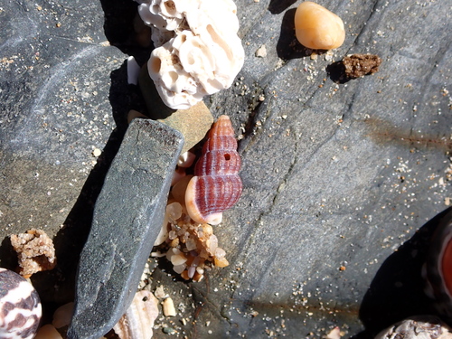 Nassarius pauperus observed 2026-08-25