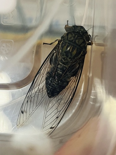 Priest Cicada