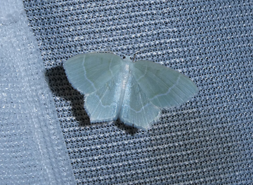 Little Emerald