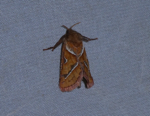 Orange Swift