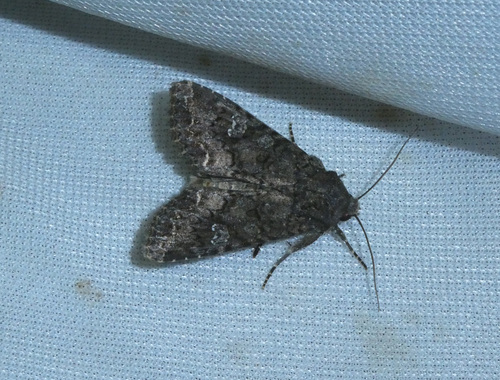 Cabbage Moth