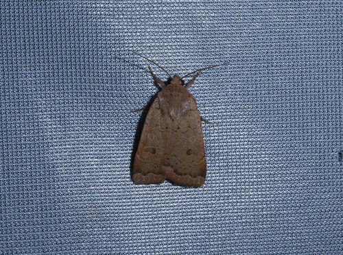 Lesser Yellow Underwing