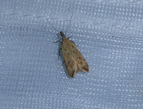 Dichomeris limosellus