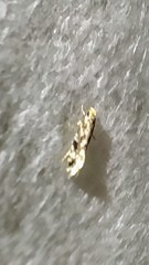 Nemapogon fungivorella
