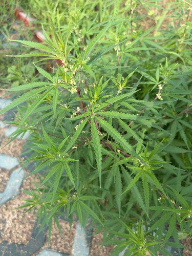 Cannabis