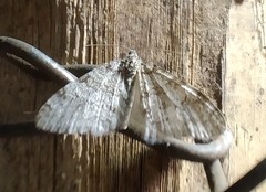 Trichopteryx carpinata