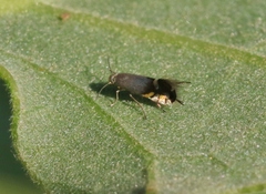 Coptodisca quercicolella