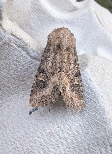 Flounced Rustic
