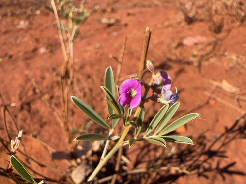 Tephrosia rosea observed 2026-08-25