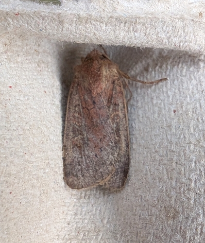 Square-spot Rustic