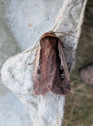 Flame Shoulder Moth
