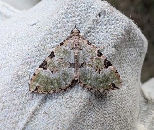 Green Carpet