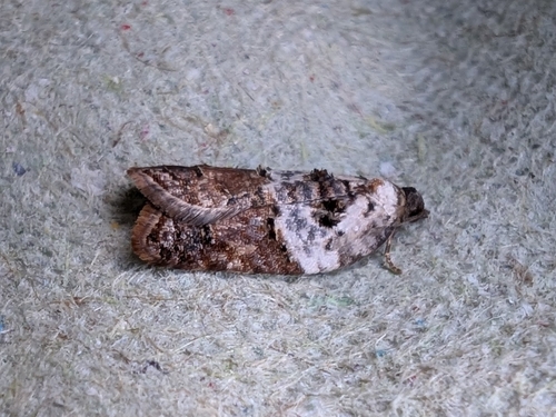 Garden Rose Tortrix