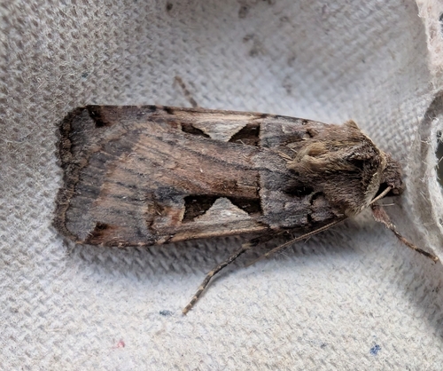 Setaceous Hebrew Character