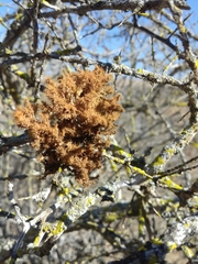Teloschistes puber