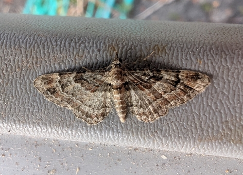 Double-striped Pug