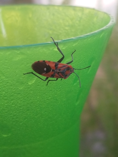 Indian Milkweed Bug