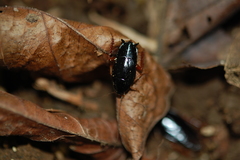 Hebardina concinna