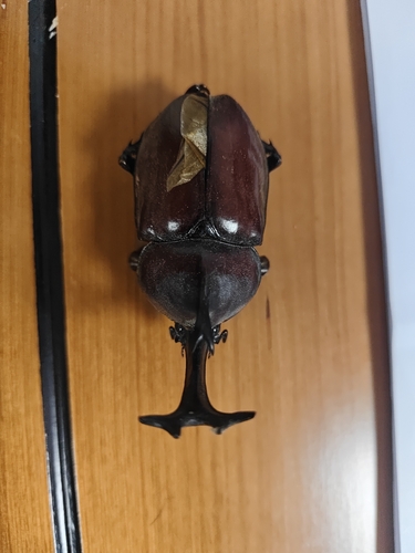 Japanese Rhinoceros Beetle