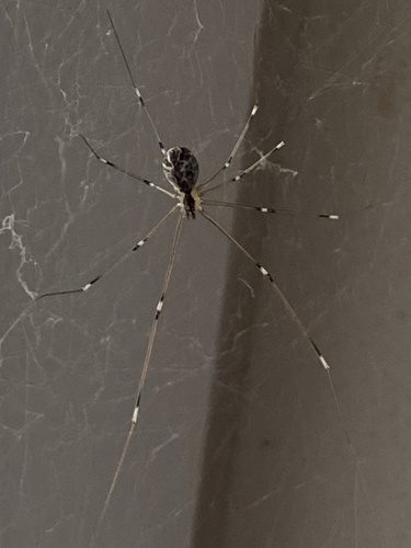 Marbled Cellar Spider