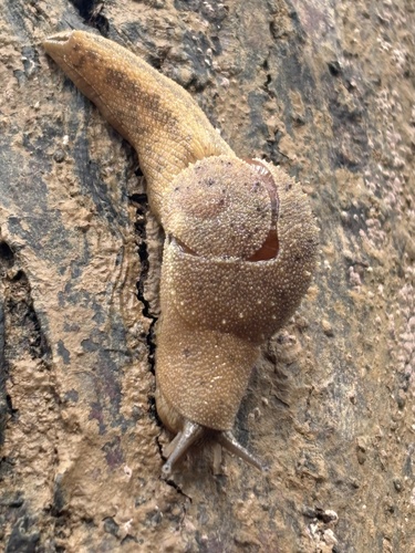 Arboreal Snail