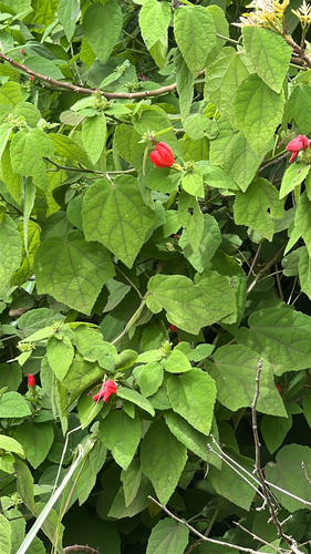 Malvaviscus arboreus observed 2026-08-24