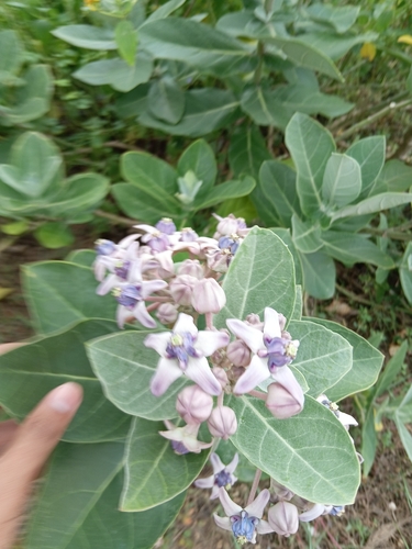 crown flower