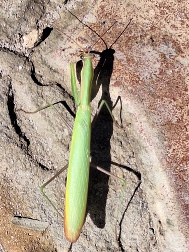 European Mantis