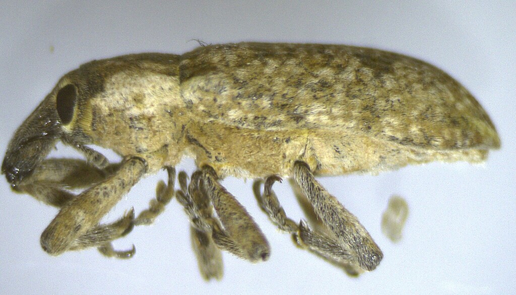 Lixus carinerostris
