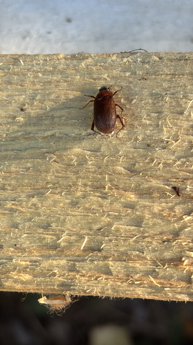 Brown Chafer
