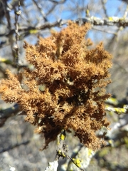Teloschistes puber