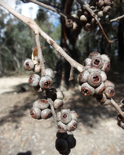 Eucalyptus blaxlandii observed 2026-08-19