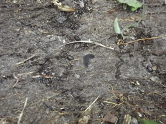 Peripatopsis clavigera