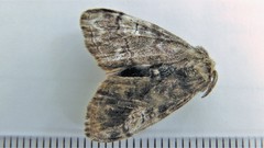 Dasychira plagiata