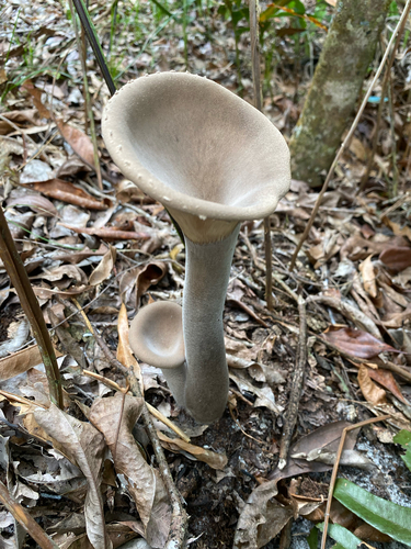 Pleurotus tuber-regium observed 2026-08-23