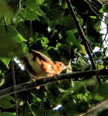 Rusty-cheeked Scimitar-Babbler