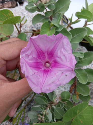 Beach Morning Glory