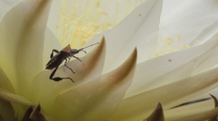 Leptoglossus chilensis