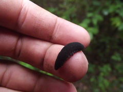 Peripatopsis clavigera