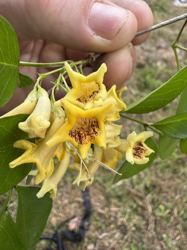 Yellow-flowered Wonga Vine