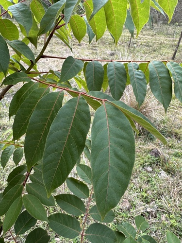 Australian Red Cedar