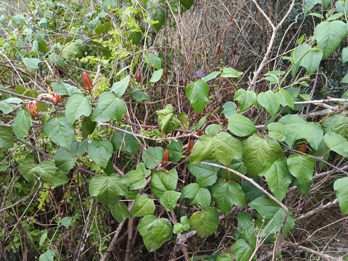 Passiflora herbertiana, photograph 3