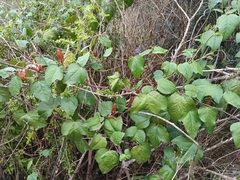 (c) Carl Ramirez, some rights reserved (CC BY) Passiflora herbertiana, photograph (c) Carl Ramirez, some rights reserved (CC BY)
