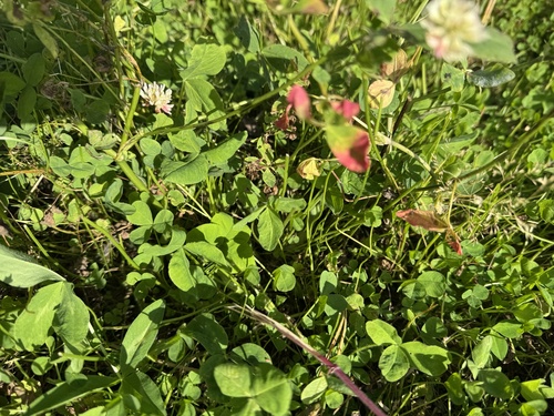 Alsike clover