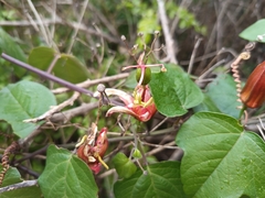 (c) Carl Ramirez, some rights reserved (CC BY) Passiflora herbertiana, photograph (c) Carl Ramirez, some rights reserved (CC BY)