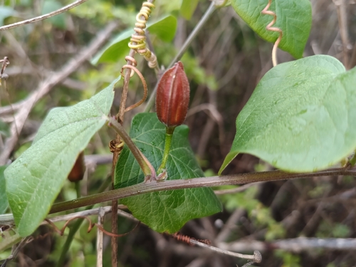 Passiflora herbertiana, photograph 5